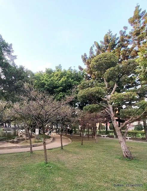 2023正月初一「中正紀念堂」走春賞梅 (Plum blossoms at CKS Memorial Hall), Taipei, Taiwan, SJKen, Jan 23, 2023