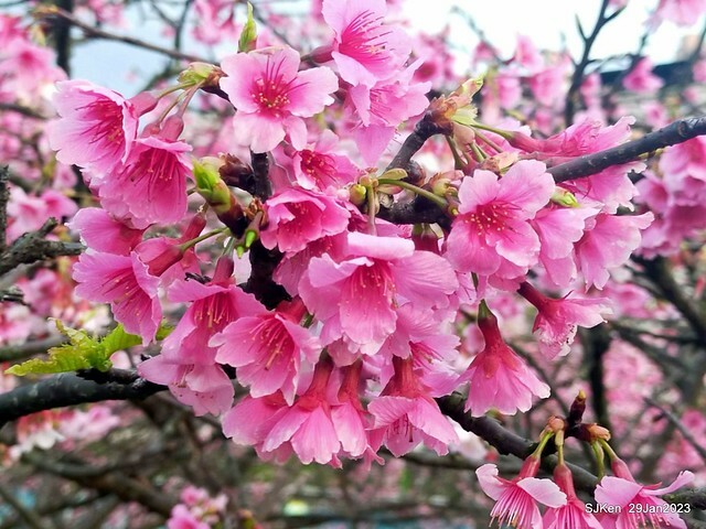 「2023內湖樂活公園賞櫻」(Cherryblossoms at Ne-hu park, Taipei, Taiwan, SJKen, Jan 29, 2023. 「2023內湖樂活公園賞櫻」(Cherryblossoms at Ne-hu park, Taipei, Taiwan, SJKen, Jan 29, 2023.