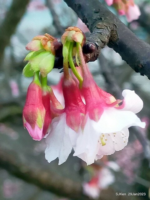 「2023內湖樂活公園賞櫻」(Cherryblossoms at Ne-hu park, Taipei, Taiwan, SJKen, Jan 29, 2023. 「2023內湖樂活公園賞櫻」(Cherryblossoms at Ne-hu park, Taipei, Taiwan, SJKen, Jan 29, 2023.