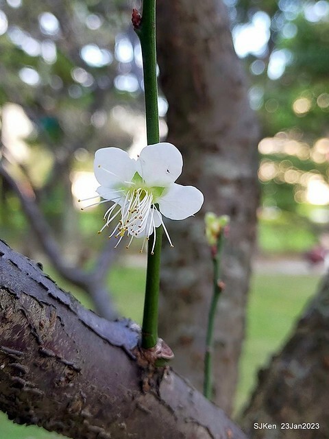 2023正月初一「中正紀念堂」走春賞梅 (Plum blossoms at CKS Memorial Hall), Taipei, Taiwan, SJKen, Jan 23, 2023