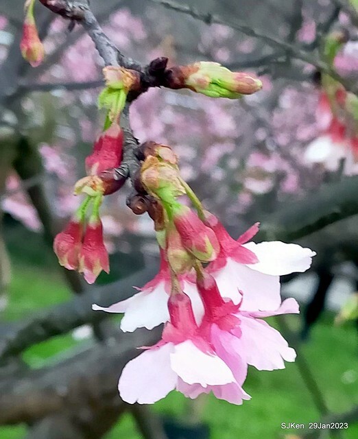 「2023內湖樂活公園賞櫻」(Cherryblossoms at Ne-hu park, Taipei, Taiwan, SJKen, Jan 29, 2023. 「2023內湖樂活公園賞櫻」(Cherryblossoms at Ne-hu park, Taipei, Taiwan, SJKen, Jan 29, 2023.