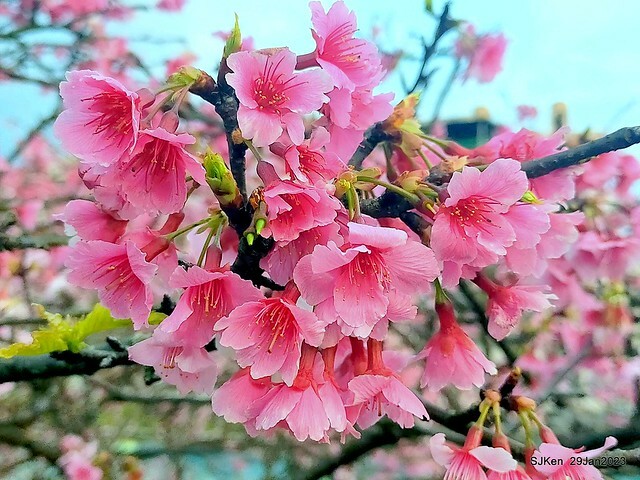 「2023內湖樂活公園賞櫻」(Cherryblossoms at Ne-hu park, Taipei, Taiwan, SJKen, Jan 29, 2023. 「2023內湖樂活公園賞櫻」(Cherryblossoms at Ne-hu park, Taipei, Taiwan, SJKen, Jan 29, 2023.