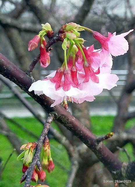 「2023內湖樂活公園賞櫻」(Cherryblossoms at Ne-hu park, Taipei, Taiwan, SJKen, Jan 29, 2023. 「2023內湖樂活公園賞櫻」(Cherryblossoms at Ne-hu park, Taipei, Taiwan, SJKen, Jan 29, 2023.