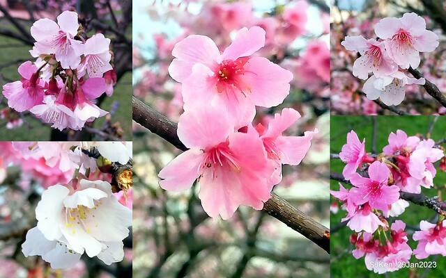 「2023內湖樂活公園賞櫻」(Cherryblossoms at Ne-hu park, Taipei, Taiwan, SJKen, Jan 29, 2023. 「2023內湖樂活公園賞櫻」(Cherryblossoms at Ne-hu park, Taipei, Taiwan, SJKen, Jan 29, 2023.