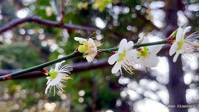 2023正月初一「中正紀念堂」走春賞梅 (Plum blossoms at CKS Memorial Hall), Taipei, Taiwan, SJKen, Jan 23, 2023