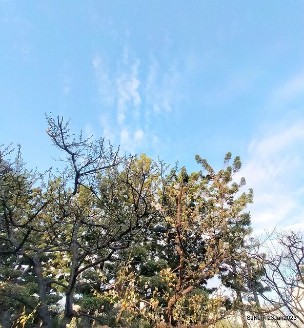 2023正月初一「中正紀念堂」走春賞梅 (Plum blossoms at CKS Memorial Hall), Taipei, Taiwan, SJKen, Jan 23, 2023