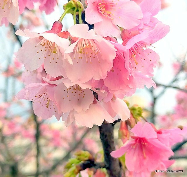 「2023內湖樂活公園賞櫻」(Cherryblossoms at Ne-hu park, Taipei, Taiwan, SJKen, Jan 29, 2023. 「2023內湖樂活公園賞櫻」(Cherryblossoms at Ne-hu park, Taipei, Taiwan, SJKen, Jan 29, 2023.