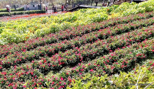 「北投社三層崎花海公園」(Ki-Pataw Shan-Tseng-Chi Park)與北投公園，SJKen , Taipei, Taiwan, Jan 23, 2023.