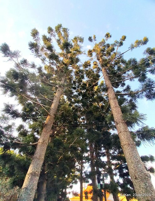 2023正月初一「中正紀念堂」走春賞梅 (Plum blossoms at CKS Memorial Hall), Taipei, Taiwan, SJKen, Jan 23, 2023