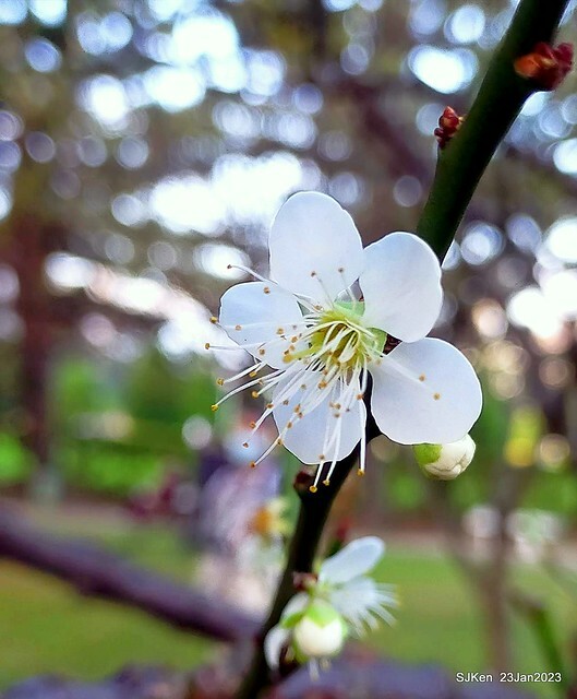 2023正月初一「中正紀念堂」走春賞梅 (Plum blossoms at CKS Memorial Hall), Taipei, Taiwan, SJKen, Jan 23, 2023