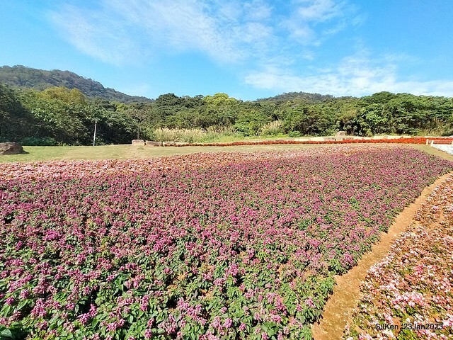 「北投社三層崎花海公園」(Ki-Pataw Shan-Tseng-Chi Park)與北投公園，SJKen , Taipei, Taiwan, Jan 23, 2023.