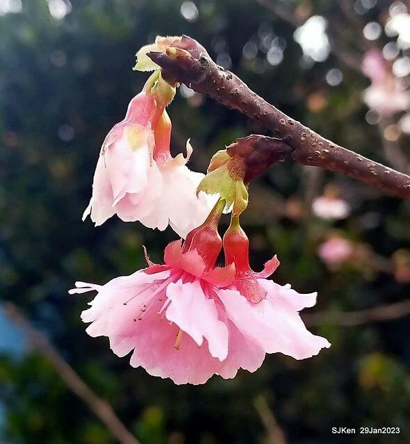 「2023內湖樂活公園賞櫻」(Cherryblossoms at Ne-hu park, Taipei, Taiwan, SJKen, Jan 29, 2023. 「2023內湖樂活公園賞櫻」(Cherryblossoms at Ne-hu park, Taipei, Taiwan, SJKen, Jan 29, 2023.