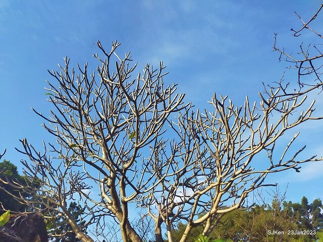 2023正月初一「中正紀念堂」走春賞梅 (Plum blossoms at CKS Memorial Hall), Taipei, Taiwan, SJKen, Jan 23, 2023