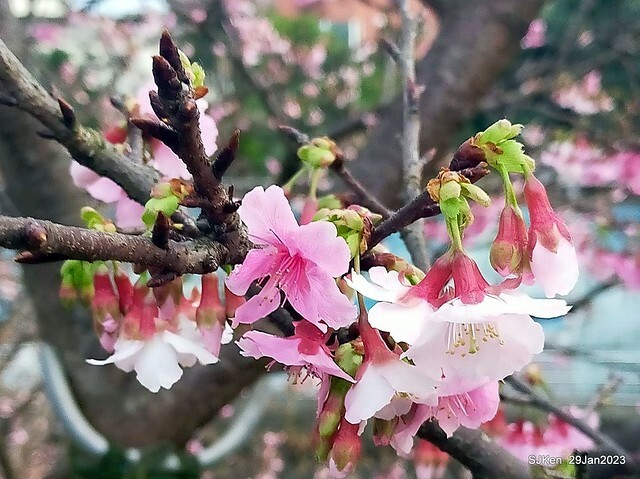 「2023內湖樂活公園賞櫻」(Cherryblossoms at Ne-hu park, Taipei, Taiwan, SJKen, Jan 29, 2023. 「2023內湖樂活公園賞櫻」(Cherryblossoms at Ne-hu park, Taipei, Taiwan, SJKen, Jan 29, 2023.