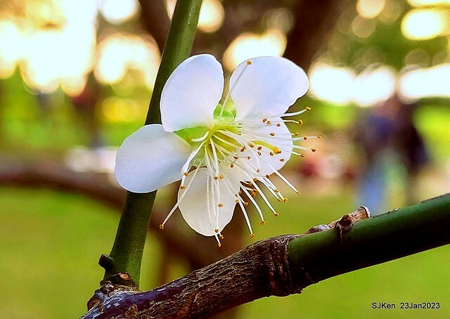 2023正月初一「中正紀念堂」走春賞梅 (Plum blossoms at CKS Memorial Hall), Taipei, Taiwan, SJKen, Jan 23, 2023