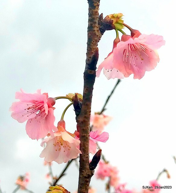 「2023內湖樂活公園賞櫻」(Cherryblossoms at Ne-hu park, Taipei, Taiwan, SJKen, Jan 29, 2023. 「2023內湖樂活公園賞櫻」(Cherryblossoms at Ne-hu park, Taipei, Taiwan, SJKen, Jan 29, 2023.