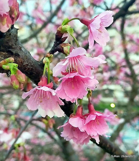 「2023內湖樂活公園賞櫻」(Cherryblossoms at Ne-hu park, Taipei, Taiwan, SJKen, Jan 29, 2023. 「2023內湖樂活公園賞櫻」(Cherryblossoms at Ne-hu park, Taipei, Taiwan, SJKen, Jan 29, 2023.