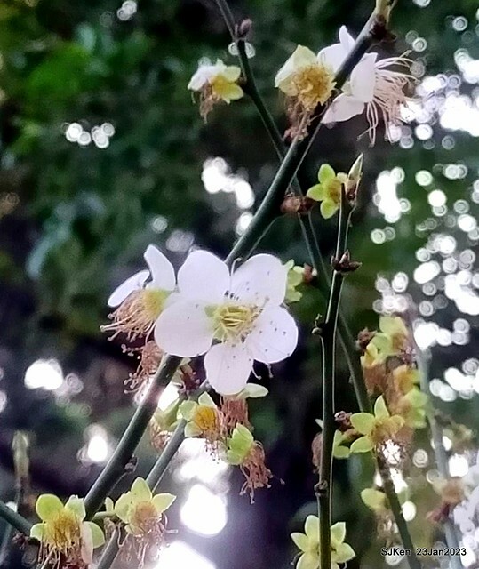 2023正月初一「中正紀念堂」走春賞梅 (Plum blossoms at CKS Memorial Hall), Taipei, Taiwan, SJKen, Jan 23, 2023