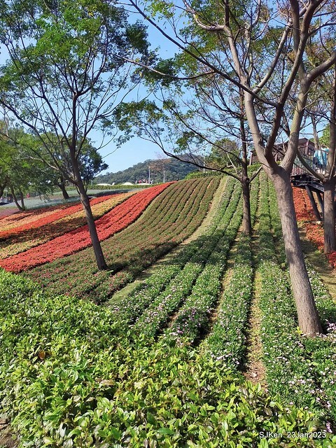 「北投社三層崎花海公園」(Ki-Pataw Shan-Tseng-Chi Park)與北投公園，SJKen , Taipei, Taiwan, Jan 23, 2023.