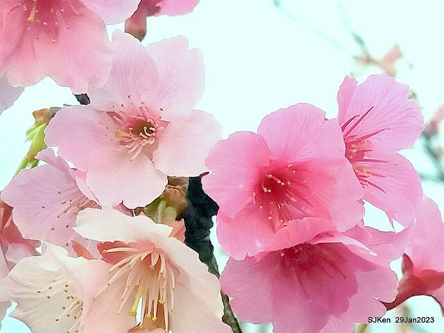 「2023內湖樂活公園賞櫻」(Cherryblossoms at Ne-hu park, Taipei, Taiwan, SJKen, Jan 29, 2023. 「2023內湖樂活公園賞櫻」(Cherryblossoms at Ne-hu park, Taipei, Taiwan, SJKen, Jan 29, 2023.
