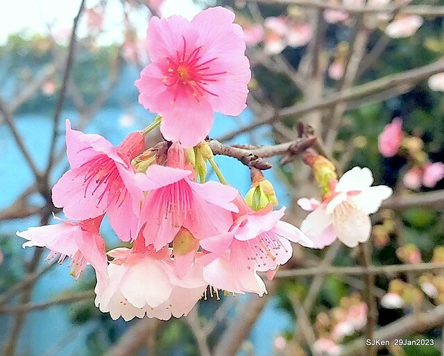 「2023內湖樂活公園賞櫻」(Cherryblossoms at Ne-hu park, Taipei, Taiwan, SJKen, Jan 29, 2023. 「2023內湖樂活公園賞櫻」(Cherryblossoms at Ne-hu park, Taipei, Taiwan, SJKen, Jan 29, 2023.