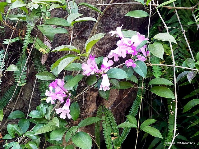 2023正月初一「中正紀念堂」走春賞梅 (Plum blossoms at CKS Memorial Hall), Taipei, Taiwan, SJKen, Jan 23, 2023