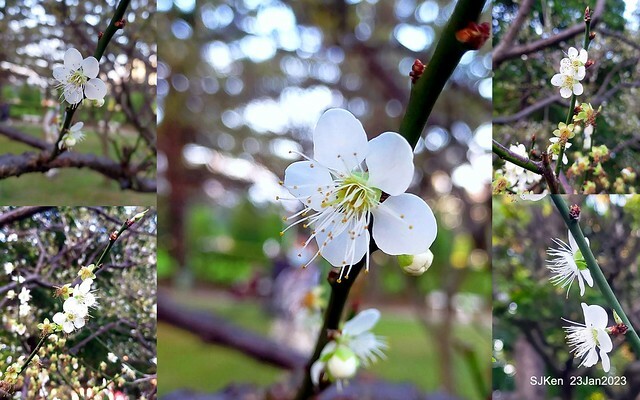 2023正月初一「中正紀念堂」走春賞梅 (Plum blossoms at CKS Memorial Hall), Taipei, Taiwan, SJKen, Jan 23, 2023