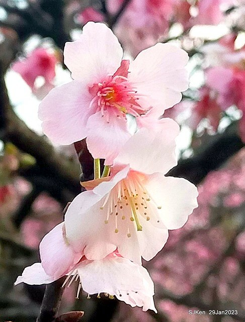「2023內湖樂活公園賞櫻」(Cherryblossoms at Ne-hu park, Taipei, Taiwan, SJKen, Jan 29, 2023. 「2023內湖樂活公園賞櫻」(Cherryblossoms at Ne-hu park, Taipei, Taiwan, SJKen, Jan 29, 2023.