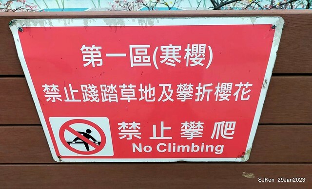 「2023內湖樂活公園賞櫻」(Cherryblossoms at Ne-hu park, Taipei, Taiwan, SJKen, Jan 29, 2023. 「2023內湖樂活公園賞櫻」(Cherryblossoms at Ne-hu park, Taipei, Taiwan, SJKen, Jan 29, 2023.