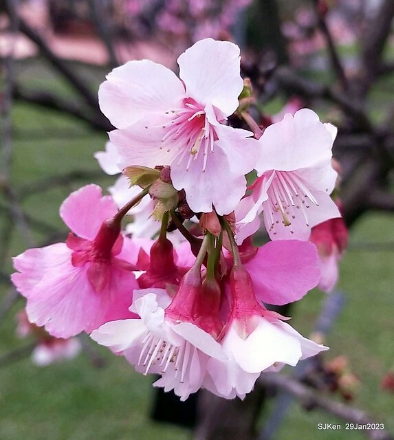 「2023內湖樂活公園賞櫻」(Cherryblossoms at Ne-hu park, Taipei, Taiwan, SJKen, Jan 29, 2023. 「2023內湖樂活公園賞櫻」(Cherryblossoms at Ne-hu park, Taipei, Taiwan, SJKen, Jan 29, 2023.