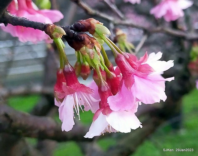 「2023內湖樂活公園賞櫻」(Cherryblossoms at Ne-hu park, Taipei, Taiwan, SJKen, Jan 29, 2023. 「2023內湖樂活公園賞櫻」(Cherryblossoms at Ne-hu park, Taipei, Taiwan, SJKen, Jan 29, 2023.