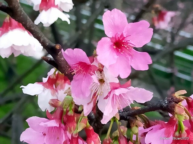 「2023內湖樂活公園賞櫻」(Cherryblossoms at Ne-hu park, Taipei, Taiwan, SJKen, Jan 29, 2023. 「2023內湖樂活公園賞櫻」(Cherryblossoms at Ne-hu park, Taipei, Taiwan, SJKen, Jan 29, 2023.