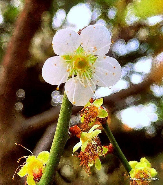 2023正月初一「中正紀念堂」走春賞梅 (Plum blossoms at CKS Memorial Hall), Taipei, Taiwan, SJKen, Jan 23, 2023
