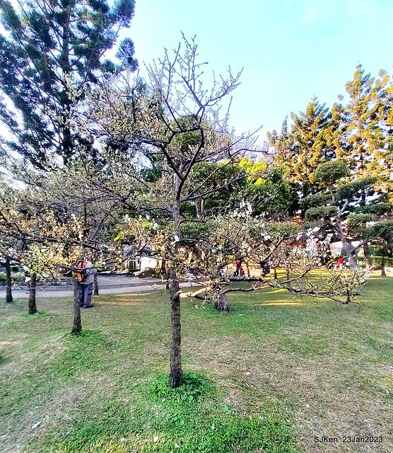 2023正月初一「中正紀念堂」走春賞梅 (Plum blossoms at CKS Memorial Hall), Taipei, Taiwan, SJKen, Jan 23, 2023