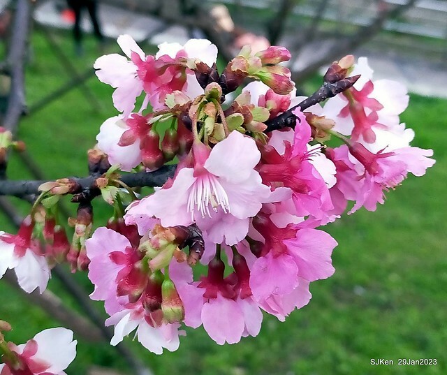 「2023內湖樂活公園賞櫻」(Cherryblossoms at Ne-hu park, Taipei, Taiwan, SJKen, Jan 29, 2023. 「2023內湖樂活公園賞櫻」(Cherryblossoms at Ne-hu park, Taipei, Taiwan, SJKen, Jan 29, 2023.