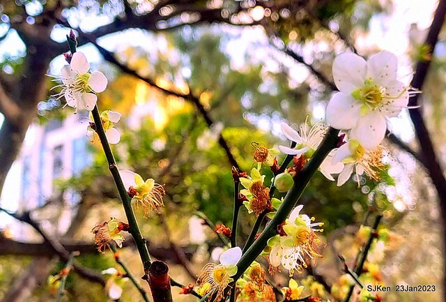 2023正月初一「中正紀念堂」走春賞梅 (Plum blossoms at CKS Memorial Hall), Taipei, Taiwan, SJKen, Jan 23, 2023