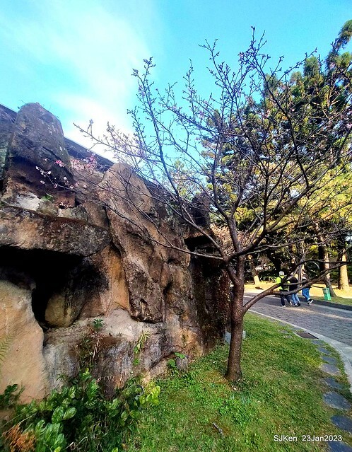 2023正月初一「中正紀念堂」走春賞梅 (Plum blossoms at CKS Memorial Hall), Taipei, Taiwan, SJKen, Jan 23, 2023