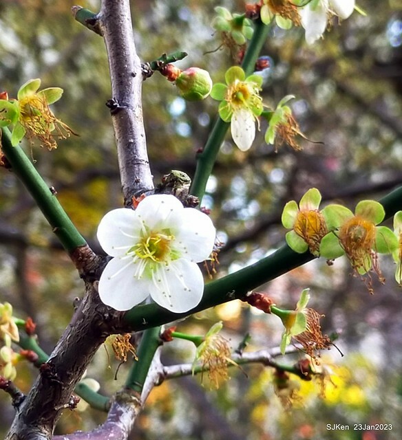 2023正月初一「中正紀念堂」走春賞梅 (Plum blossoms at CKS Memorial Hall), Taipei, Taiwan, SJKen, Jan 23, 2023