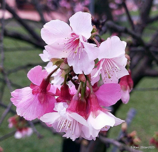 「2023內湖樂活公園賞櫻」(Cherryblossoms at Ne-hu park, Taipei, Taiwan, SJKen, Jan 29, 2023. 「2023內湖樂活公園賞櫻」(Cherryblossoms at Ne-hu park, Taipei, Taiwan, SJKen, Jan 29, 2023.
