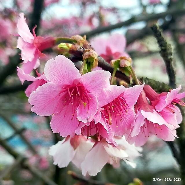 「2023內湖樂活公園賞櫻」(Cherryblossoms at Ne-hu park, Taipei, Taiwan, SJKen, Jan 29, 2023. 「2023內湖樂活公園賞櫻」(Cherryblossoms at Ne-hu park, Taipei, Taiwan, SJKen, Jan 29, 2023.