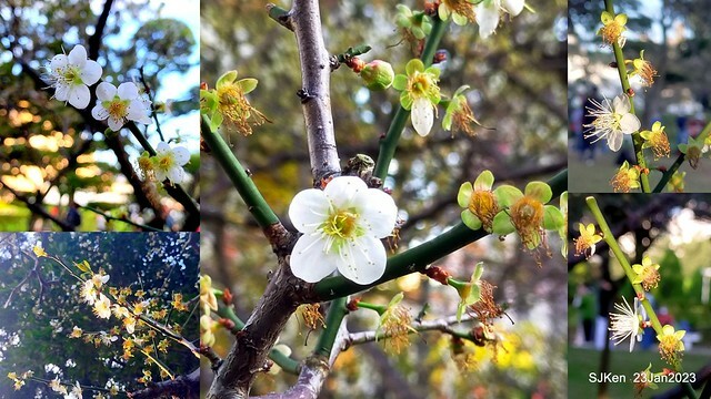 2023正月初一「中正紀念堂」走春賞梅 (Plum blossoms at CKS Memorial Hall), Taipei, Taiwan, SJKen, Jan 23, 2023