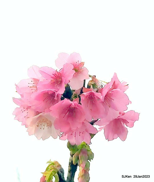 「2023內湖樂活公園賞櫻」(Cherryblossoms at Ne-hu park, Taipei, Taiwan, SJKen, Jan 29, 2023. 「2023內湖樂活公園賞櫻」(Cherryblossoms at Ne-hu park, Taipei, Taiwan, SJKen, Jan 29, 2023.