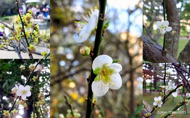 2023正月初一「中正紀念堂」走春賞梅 (Plum blossoms at CKS Memorial Hall), Taipei, Taiwan, SJKen, Jan 23, 2023
