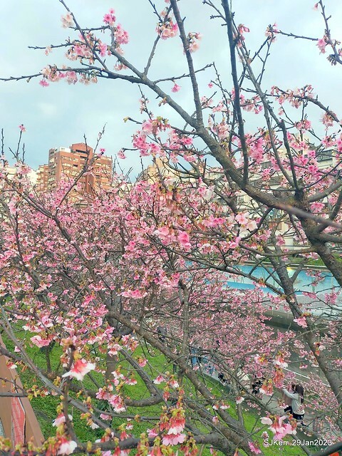 「2023內湖樂活公園賞櫻」(Cherryblossoms at Ne-hu park, Taipei, Taiwan, SJKen, Jan 29, 2023. 「2023內湖樂活公園賞櫻」(Cherryblossoms at Ne-hu park, Taipei, Taiwan, SJKen, Jan 29, 2023.