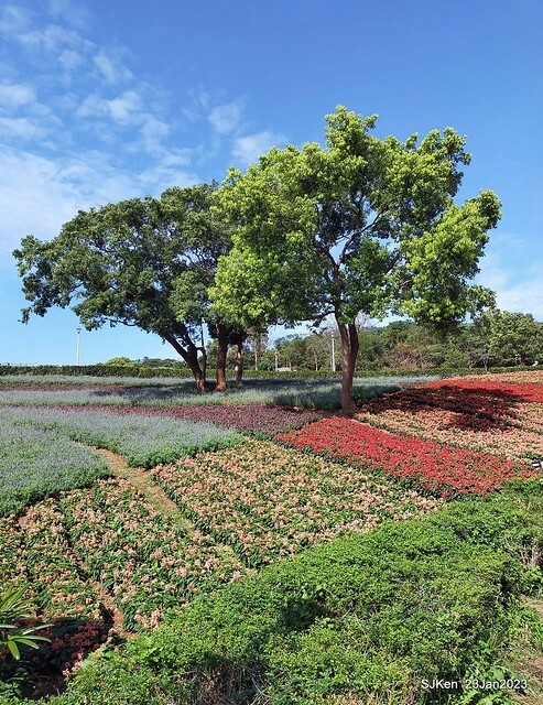 「北投社三層崎花海公園」(Ki-Pataw Shan-Tseng-Chi Park)與北投公園，SJKen , Taipei, Taiwan, Jan 23, 2023.