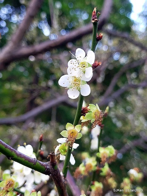 2023正月初一「中正紀念堂」走春賞梅 (Plum blossoms at CKS Memorial Hall), Taipei, Taiwan, SJKen, Jan 23, 2023