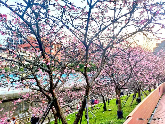 「2023內湖樂活公園賞櫻」(Cherryblossoms at Ne-hu park, Taipei, Taiwan, SJKen, Jan 29, 2023. 「2023內湖樂活公園賞櫻」(Cherryblossoms at Ne-hu park, Taipei, Taiwan, SJKen, Jan 29, 2023.