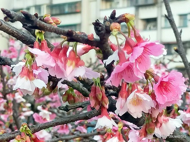 「2023內湖樂活公園賞櫻」(Cherryblossoms at Ne-hu park, Taipei, Taiwan, SJKen, Jan 29, 2023. 「2023內湖樂活公園賞櫻」(Cherryblossoms at Ne-hu park, Taipei, Taiwan, SJKen, Jan 29, 2023.