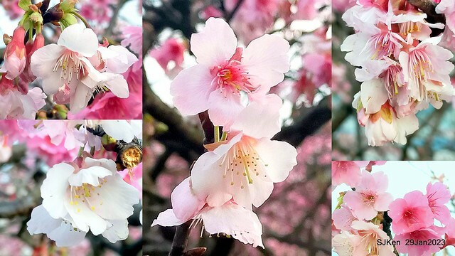 「2023內湖樂活公園賞櫻」(Cherryblossoms at Ne-hu park, Taipei, Taiwan, SJKen, Jan 29, 2023. 「2023內湖樂活公園賞櫻」(Cherryblossoms at Ne-hu park, Taipei, Taiwan, SJKen, Jan 29, 2023.