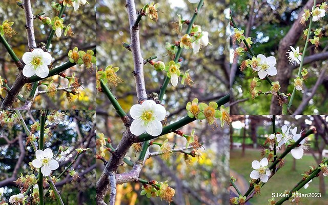 2023正月初一「中正紀念堂」走春賞梅 (Plum blossoms at CKS Memorial Hall), Taipei, Taiwan, SJKen, Jan 23, 2023